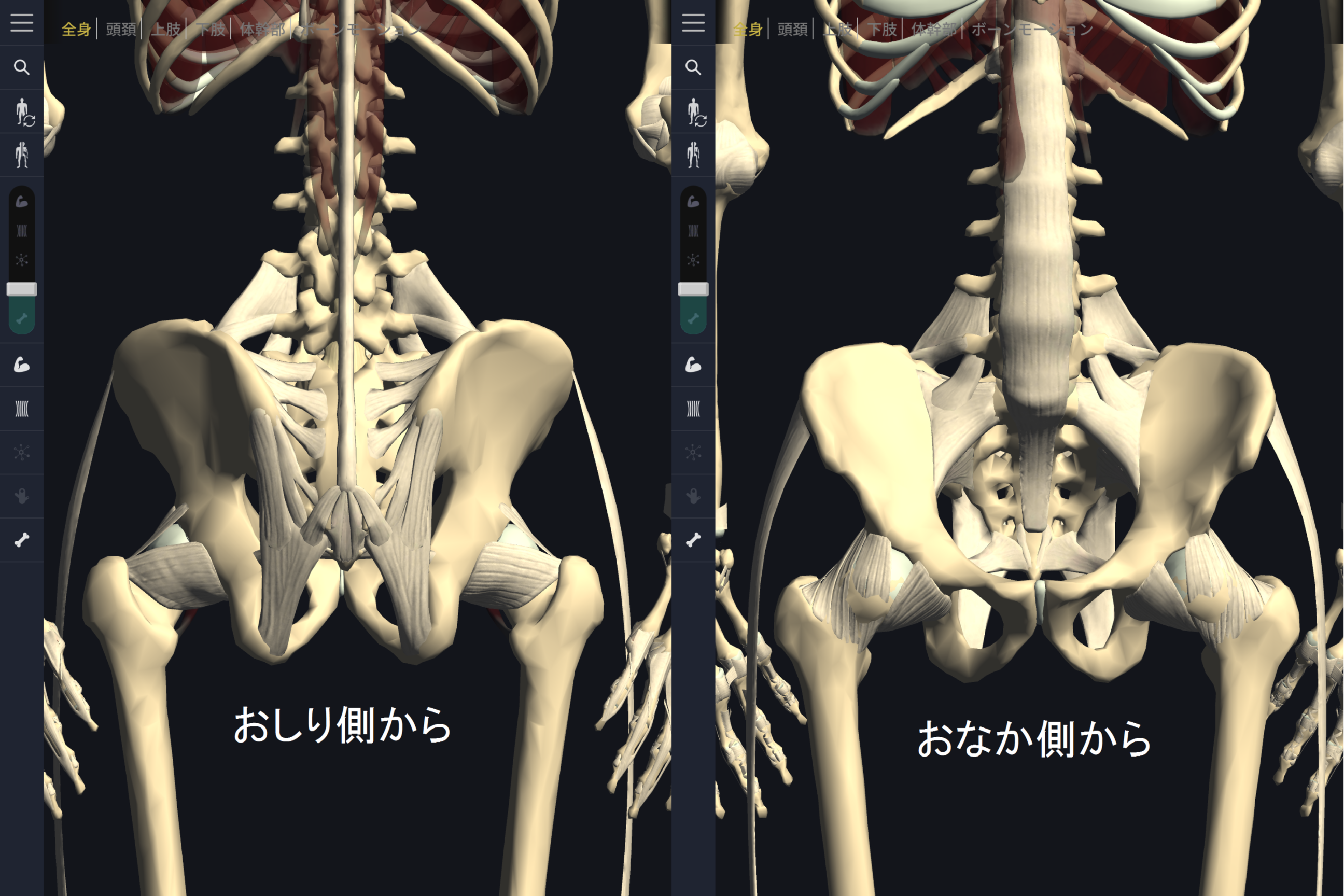 骨盤靭帯