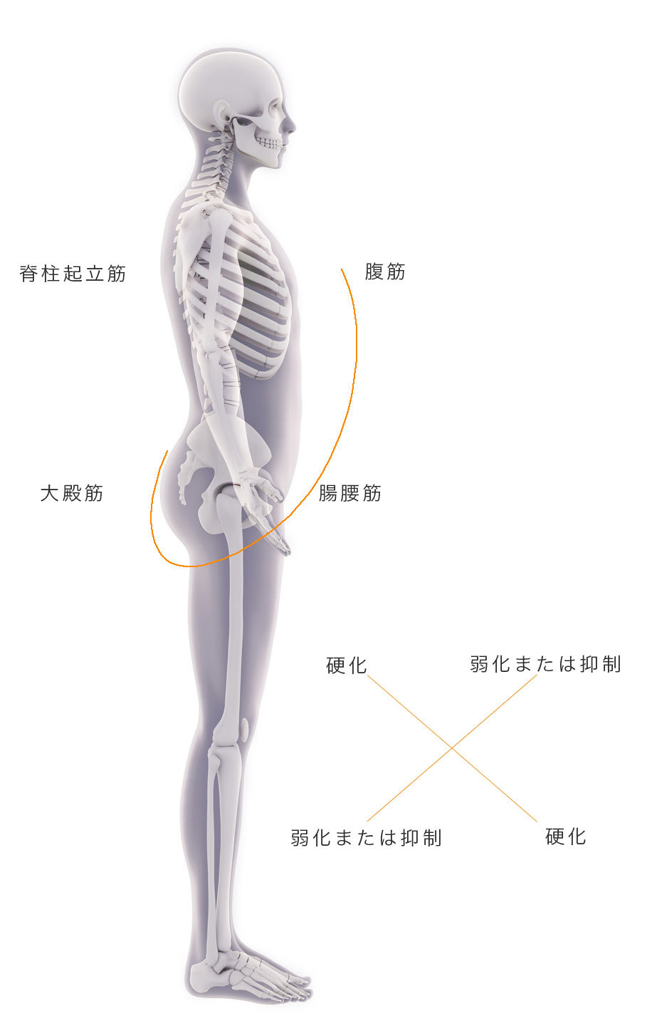 下位交差症候群