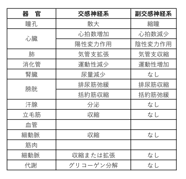 自律神経について